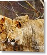 Two Lions Close Together Metal Print