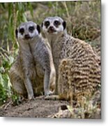 Two Meerkats Metal Print