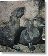 Two Otters Metal Print