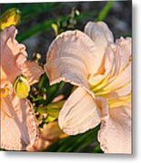 Two Pink Millies At Sunrise 1 Metal Print