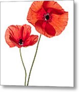 Two Poppy Flowers Metal Print