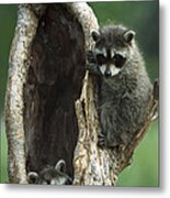 Two Raccoon Babies Playing In Tree Metal Print