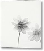Two Small Flowers Metal Print
