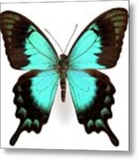 Two-tailed Swallowtail Butterfly Metal Print