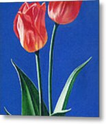 Two Tulips Metal Print