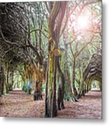 Two Tunnels Taxus Metal Print