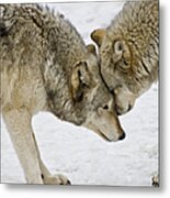 Two Wolves In  A Staredown Metal Print