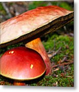 Umbrella Mushrooms Metal Print