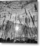 Under The Sun Metal Print