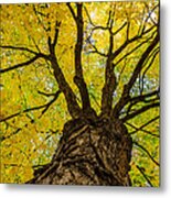 Under The Yellow Canopy Metal Print