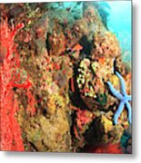Underwater View Of Red Sea Fans Metal Print