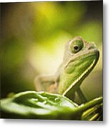 Veiled Chameleon Is Watching You Metal Print