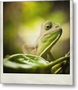 Veiled Chameleon Polaroid Metal Print