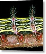 Venomous Spines On A Caterpillar Metal Print