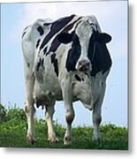 Vermont Dairy Cow Metal Print