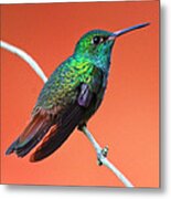 Vibrant Hummingbird Metal Print