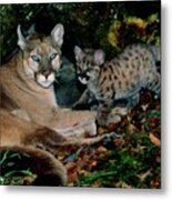 View Of A Female Mountain Lion With Her Kittten Metal Print