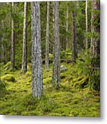 View Of Forest Metal Print