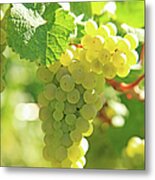 Vineyard, Grapes Metal Print