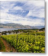 Vineyard View Metal Print