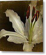 Vintage Lily Metal Print