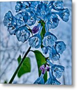 Virginia Bluebells Metal Print