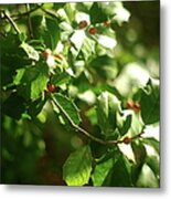 Virginia Holly Tree And Berries Metal Print