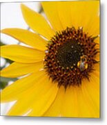 Vivid Sunflower With Bee Fine Art Nature Photography Metal Print