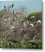 Wading Birds Roosting In A Tree Metal Print