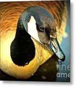 Wading Metal Print