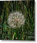 Waiting For The Wind Metal Print