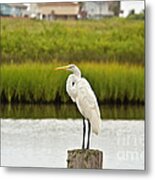 Waiting On Dinner Time Metal Print