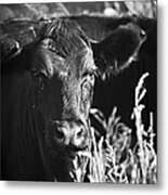 Waiting To Feed Metal Print