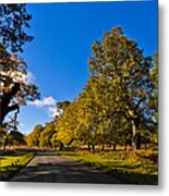 Walking Path Metal Print