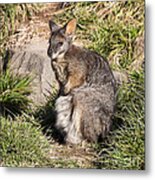 Wallaby Metal Print