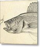 Walleye Pencil Study Metal Print