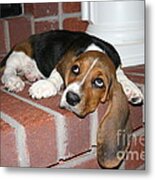 Wally And Ears Metal Print