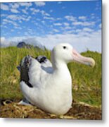 Wandering Albatross Incubating Metal Print