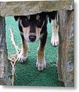 Wannabe Sled Dog In The Yukon Metal Print