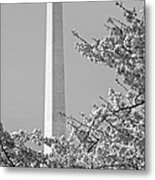 Washington Monument Amidst The Cherry Blossoms Metal Print
