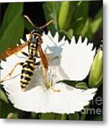 Wasp On Dianthus Floral Lace White Flower 3 Metal Print