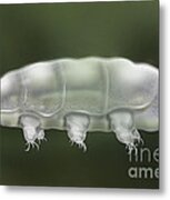 Water Bear Tardigrada - Waterbear Tardigrade  - Scientific Illustration Metal Print