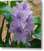 Water Hyacinth Metal Print