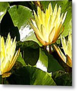 Water Lilly Explosion Metal Print