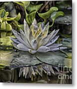 Water Lily 1 Metal Print