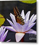 Water Lily And Swallowtail Butterfly Metal Print