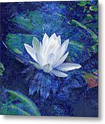 Water Lily Metal Print