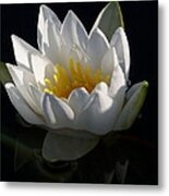 Water Lily Black And White Metal Print