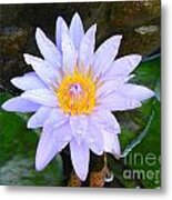 Water Lily Metal Print