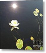 Water Lily Metal Print